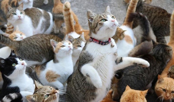 Khám phá 10 Đảo Mèo tại Nhật Bản P2